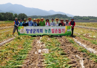 창녕군의회 농촌일손돕기 대표이미지